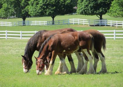 clydesdales, 马, 岁, 年轻, 放牧, 牧场, 畜