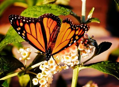 君主, 蝴蝶, 自然, 橙色, 翼, 多彩, 夏季