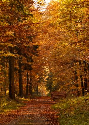 林间小径走, 秋天, 秋天的树叶, 心情, 景观, 自然, 树木
