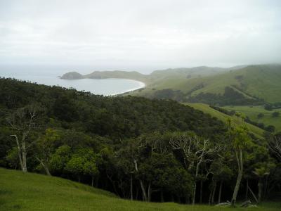 新西兰, 预订, 绿色, 景观, 北岛