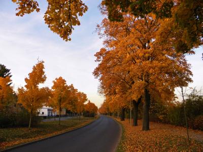 大道, 秋季景观, 树木, 道路, 秋天的落叶