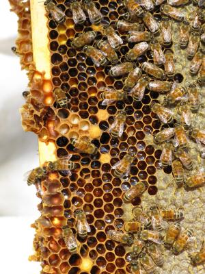 蜜蜂, 昆虫, 社会昆虫, 蜂巢, 蜜蜂, 蜂巢