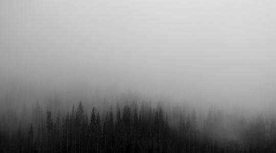 剪影, 照片, 高, 树木, 有雾, 时间, 森林