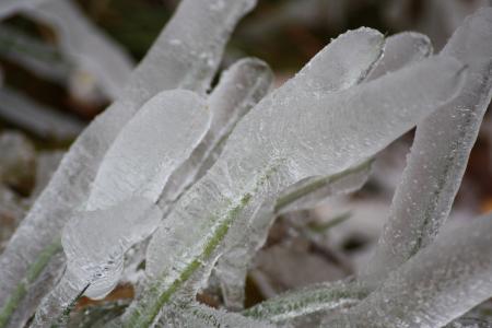 冰, 野生植物, 草, 冬天