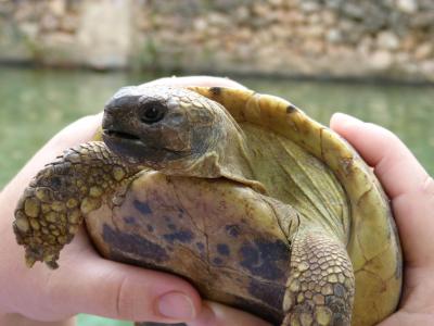 地中海的龟, 一起, montsant, 自然公园, 详细
