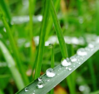 草, 绿色, 水, 滴灌, 植物, 水一滴, 湿法