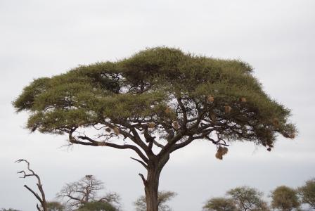 boabab, 树, 非洲, 肯尼亚