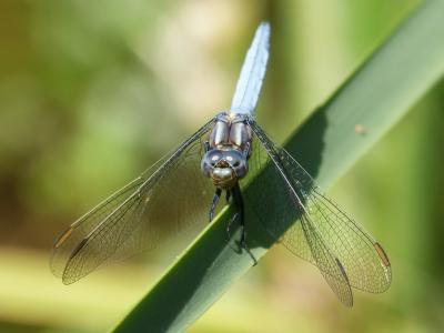 蓝蜻蜓, 详细, 美, 有翅膀的昆虫, 蓝色, 蜻蜓, 昆虫