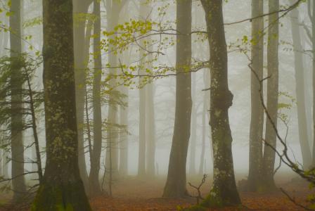 森林, 雾, 树木, 自然, 秋天, 感冒, 黑色的森林