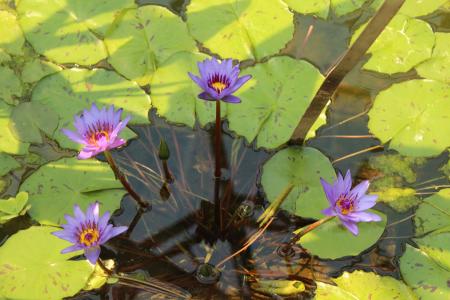 湖, 上升, 紫色, 水, 绽放, 池塘, 花园