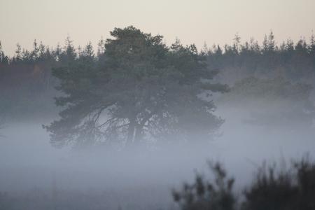 树, 补丁雾, 神秘, 森林, 自然, 雾, 冬天