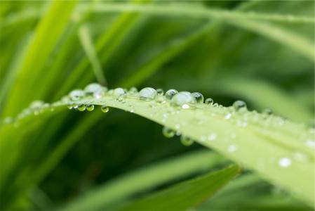 水滴, 植物, 绿色, 湿法, 露水, 自然, 环境