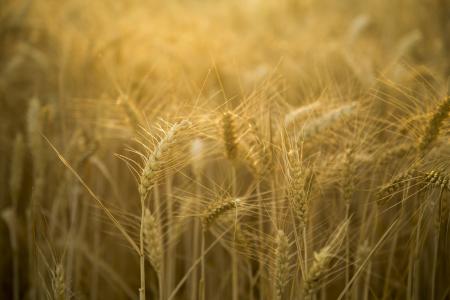 小麦, 背光, 美丽, 景观, 金黄色