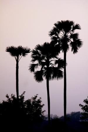 棕榈, 树木, 巴尔米拉, 高, 扇叶, silhoutte, 热带