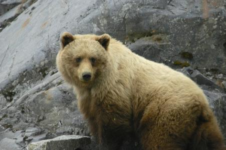 冰川湾, 阿拉斯加, 棕色的熊, 野生动物, 自然, 外面, 植物