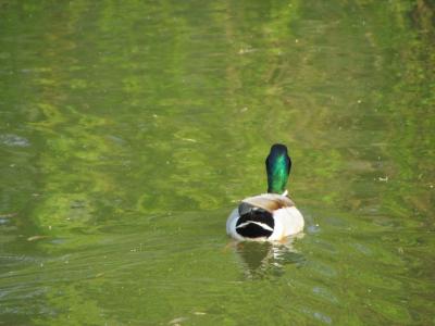 鸭, 鸟, 自然, 动物, 湖, 池塘