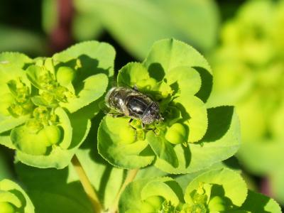 像素眼睛蜂, 蚜, 花, libar, 眼部化合物, volucella inanis, 昆虫
