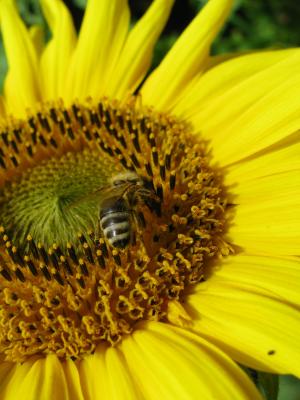太阳花, 蜜蜂, 黄色, 花蜜, 昆虫, 忙碌的蜜蜂