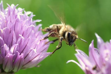 蜜蜂, 飞行, 昆虫, bug, 花, 授粉, 蜜蜂