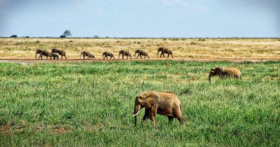 大象, 群大象, 萨凡纳, 野生动物园, 非洲布什大象, 羊群, 大五人格