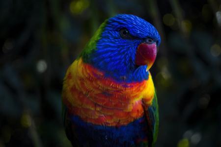 动物, 鸟, 关闭, 多彩, 色彩缤纷, 宏观, 鹦鹉