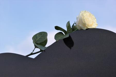 白玫瑰, 心脏墓碑, 爱, 想念你, 自然, 叶, 植物