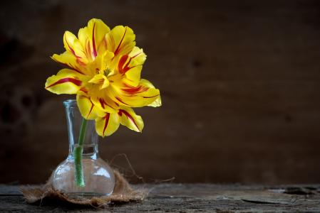 郁金香, 花, 开花, 绽放, 黄色红色, 花瓶, 玻璃