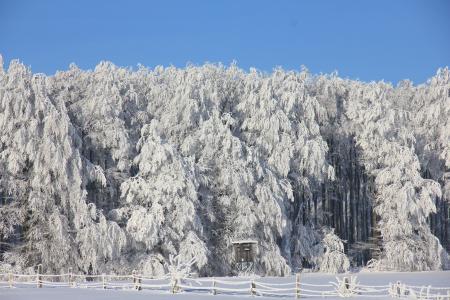 冬天, 雪, 冰, 森林, 树木, 白色, 堡森林