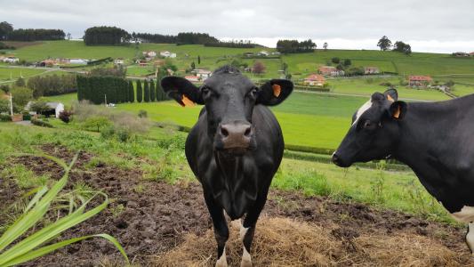 母牛, 看看, 绿色, 动物, 牲畜, 草原, 喇叭