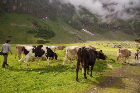 高山牧场地, 小牛, 瑞士, 广州 glarus, glarus, 母牛, 碱性磷酸酶