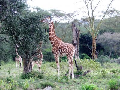 长颈鹿, 肯尼亚, 高, 非洲, 野生, 自然, 哺乳动物