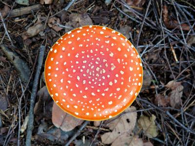 飞金顶, 蘑菇, 红色, 白色, 红色与白色的小圆点, 秋天, 自然