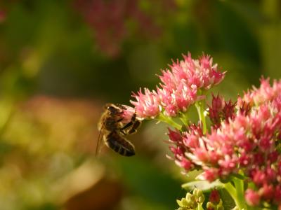 蜜蜂, 花, 昆虫, 粉色, 绽放, 自然, 夏季