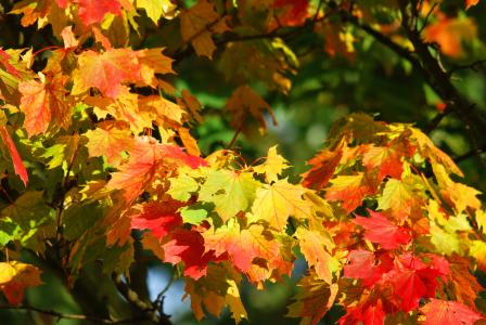 秋天, 树, 叶子, 红色, 秋天的树林, 金色的秋天, 秋天的落叶