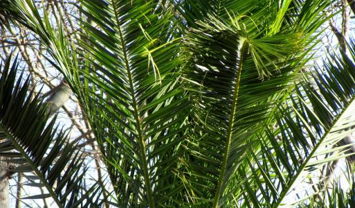 棕榈树, 植物, 自然, 加泰罗尼亚, 布拉瓦海岸, 生活, 树