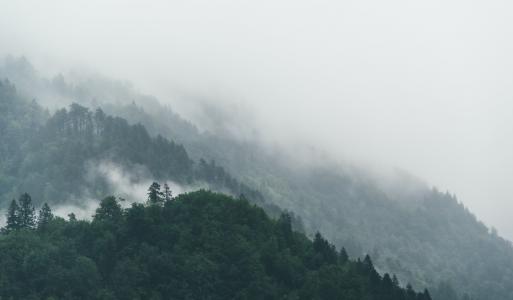 雾, 森林, 自然, 树木