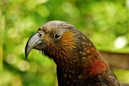 鸟, 新西兰, 看着, 鹦鹉, 喙, 棕色