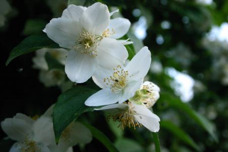 苹果树上的花, 花, 春天, 植物区系, 自然, 植物