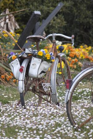 自行车, 花, 花园
