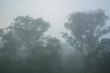 雾, 产树胶的树, 悉尼, 澳大利亚, 雾, 树, 有机