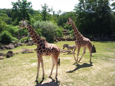 动物园, 长颈鹿, 动物