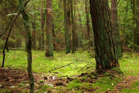 森林, 魔法森林, 青苔, 童话森林, 自然, 德鲁伊格罗夫, 绿色