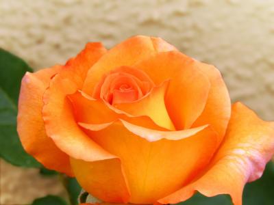 罗莎, 黄玫瑰, 粉红色橙色, 花瓣, 详细