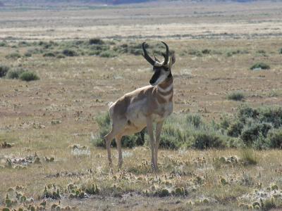 羚羊, 叉角羚, 自然, 野生动物, 怀俄明州, 干旱, 沙漠