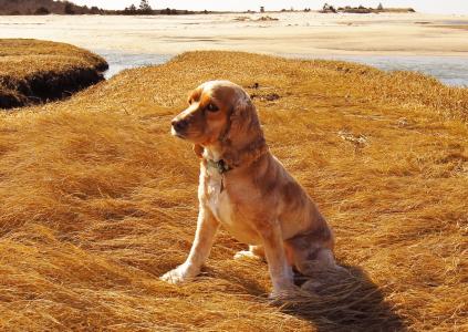 狗, 美国可卡犬, 海滩, 科德角, 可卡犬, 犬, 猎犬