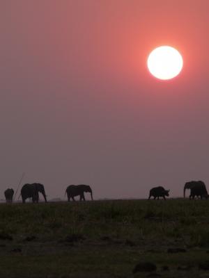 非洲, 博茨瓦纳, 大象, 日落, 丘比