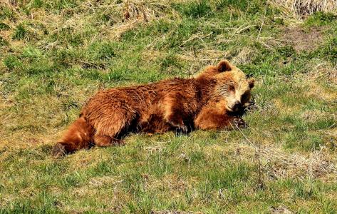 欧洲棕熊, 野生动物, 熊, 危险, 动物世界, 毛皮, 自然