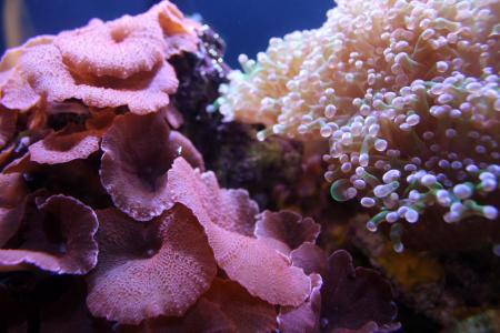 珊瑚, 礁, 水族馆, 海洋, 海底, 水下, 海