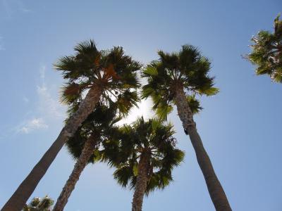 棕榈树, 阳光, 蓝色, 天空, 夏季, 热带, 树