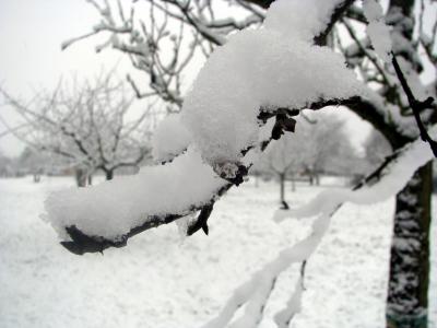 冬天, 雪, 寒冷, 白色, 树木, 自然, 感冒